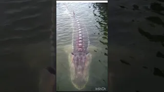 Biggest sturgeon in the world caught on camera