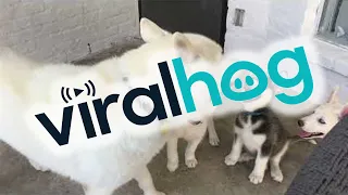Gentle Husky Teaches Puppies to Play || ViralHog