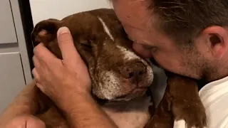 Senior shelter dog was desperate for love. Then he found the perfect home.