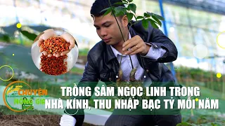 Trồng sâm Ngọc Linh trong nhà kính, thu bạc tỷ mỗi năm | Kinh tế nông nghiệp 16/03/2023