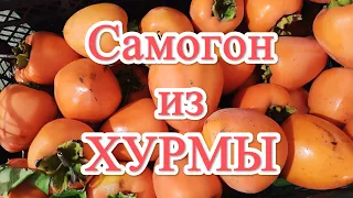 Самогон из ХУРМЫ. Урожай 2023 года. Полный обзор всего процесса.