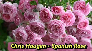 🌹Spanish Rose ~Chris Haugen, 기타 연주곡,연주곡