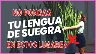 Dónde NO colocar la lengua de suegra para evitar la mala suerte, según el Feng Shui #ConexionMay