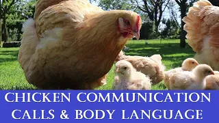 Chicken Communication: Calls, Body Language & what they mean
