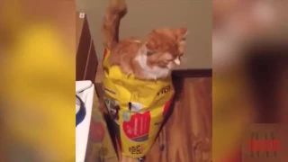 Постарайся не рассмеяться - Самые Смешные Коты 2017 5 Funny Cat Fails Compilation FUNNY TREND