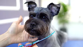 SCHNAUZER GROOMING  ❤️❤️Sooo adorable!