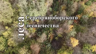 Леса Серебряноборского лесничества. Осень.