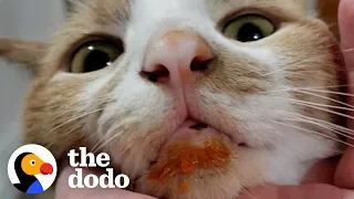 Food-Obsessed Cat Has Taught Himself To Open Containers With His Teeth | The Dodo Cat Crazy