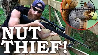 SQUIRREL Catch, Clean, and Cook | 'WORLD'S BEST Hunt Stand!'
