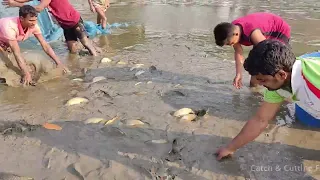 Lot Of Fish - Fish Catching Using by hand and Net From Mud Water