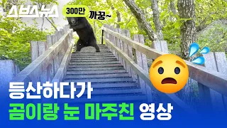 한국 반달가슴곰은 진짜 사람을 찢을까? 실제로 곰이 사람을 마주치면 하는 행동!  / 스브스뉴스