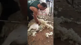 Shearing the sheep's first leg #short