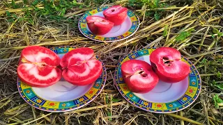 Дегустация красномякотных сортов яблок Сирена и Ера. Redlove apple Syrene and Era. Садочек.