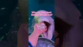 Why Do They Feed Beluga Whales Ice? #shorts