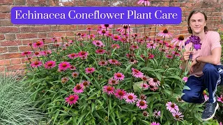 Echinacea Coneflower Plant Care - Growing Instructions from Season to Season