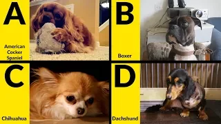 ABC Dog Breeds for Children - Learn Alphabet with Dogs for Toddlers & Kids