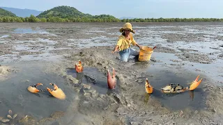 Great! Founding Many Biggest Mud Crabs In Muddy after Sea Water Low Tide