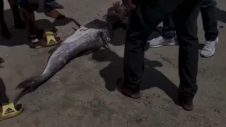 A REAL MERMAID CAUGHT ON CAMERA IN UKUNDA KENYA