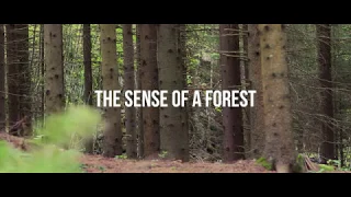 The sense of a forest