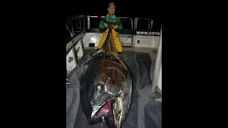 IFISH GIANT BLUEFIN TUNA