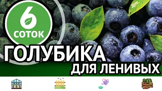 Почему не цветет гранат. Голубика для ленивых. 9 кг смородины с куста. 6 соток 11.07.2022