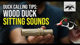 Wood Duck Calling Tips: Sitting Sounds