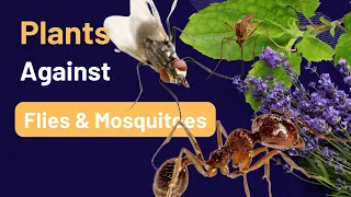 Plants: Your Secret Weapon Against Flies & Mosquitoes #lifehacks #flytrap #mosquitoes