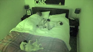 What Its Like Sharing a Bed With 3 Pugs!