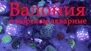 Валония в морском аквариуме