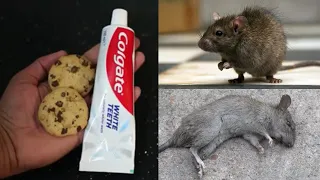 Colgate + Biscuit || How To Kill Rats Within 10 minutes ||Home Remedy ||Magic Ingredient | Mr. Maker