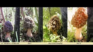 Do Morels Pop Up Overnight or do they grow slowly for several days? By Chris Matherly