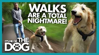 Victoria Nearly Knocked Over by Lurcher's uncontrollable energy on walks! | It's Me or The Dog