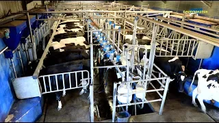 2 million cows milked!