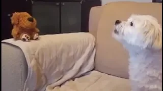 Dog has priceless conversation with mimicking toy dog