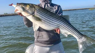 |Spring Run| California Delta Striper Fishing with Glidebaits and Jerkbaits