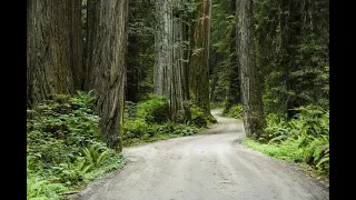 Jedediah Smith Redwoods State Park Visitor Center