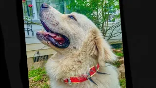 Great Pyrenees wearing Anti Wolf Collar