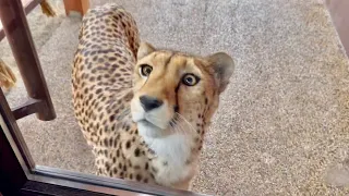 A pet cheetah walks on its own. Gerda learned a new command!!! This is a victory!
