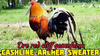 Cashline Archer Sweater - Dre Red Cliff Gamefarm - Georgia USA
