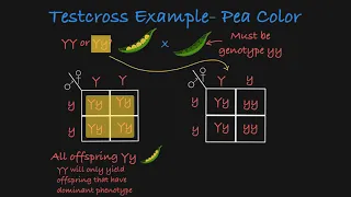 Testcross Explained