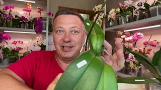 ОРХИДЕИ с УКРАИНЫ обработка и какие корни орхидей оставлю ДОНАШИВАТЬСЯ