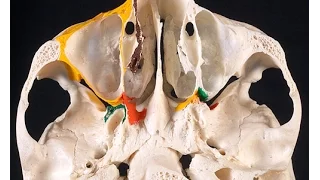 Анатомия крылонебной (крыловидно-небной) ямки (fossa pterygopalatina)