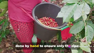 Coffee: From Farm to Factory