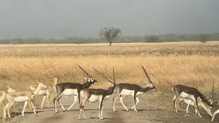 Blackbuck National park in Velavadar, Gujarat, India