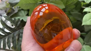 Jurassic Mosquito in Amber Resin 3D Review, Must have for any Jurrasic Park fan