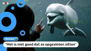 Bestaat het Dolfinarium over 10 jaar nog steeds?