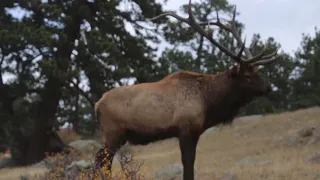 2016 09 24 Rocky Mountain National Park Elk