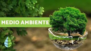 ¿QUÉ ES EL MEDIO AMBIENTE? - Definición y resumen