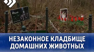 В Ухте до конца года ликвидируют незаконное кладбище домашних животных.