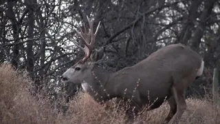 Giant Buck Stands Up In The Woods..BC Hunting